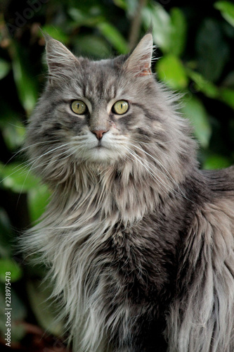 Katze Nahaufnahme