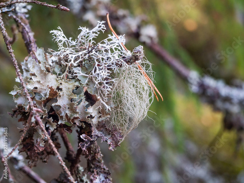 Moss on the branches of trees in the Forest of Karelia  photo