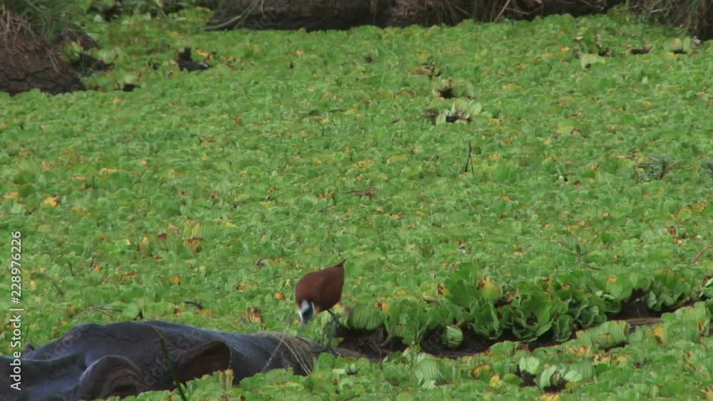 A bird pecks on a wound on the back of a hippo and the hippo sinks in.. A bird pecks on a wound on the back of a hippo and the hippo sinks in..