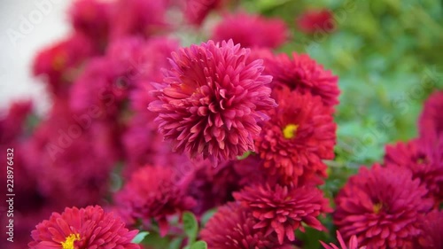 Autumn flower background