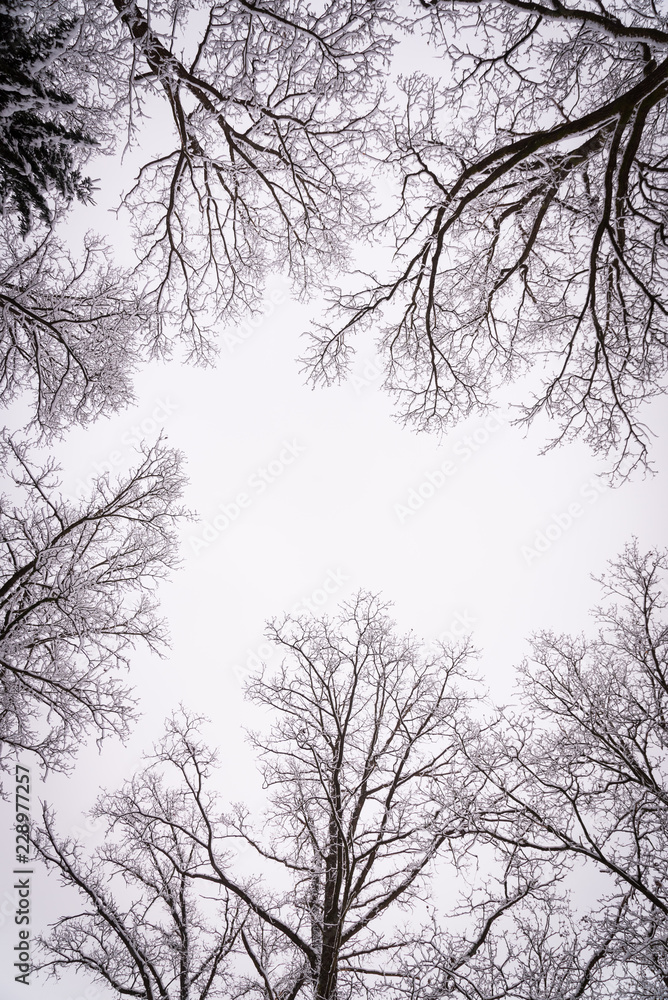 Obraz premium Tree crowns in winter leafless in misty forest