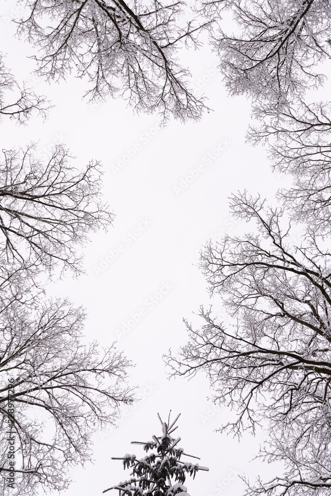 Fototapeta premium Tree crowns in winter leafless in misty forest