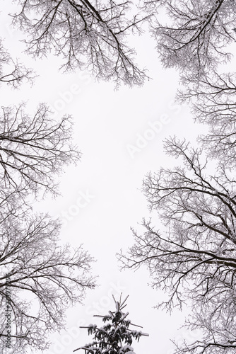 Tree crowns in winter leafless in misty forest