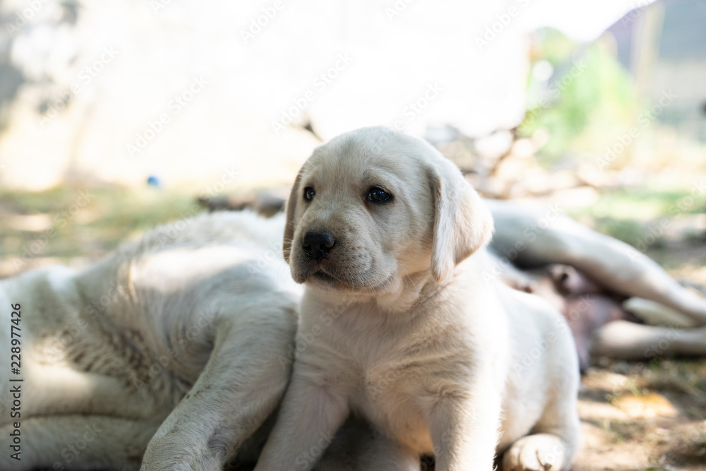 cute little labrador retriever dog puppy outdoors in nature cute little labrador retriever dog puppy outdoors in nature