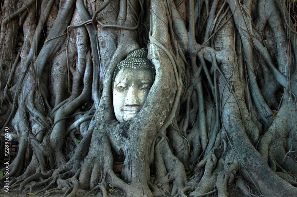 head of buddha trapped in tree roots in Ayutthaya, Thailand