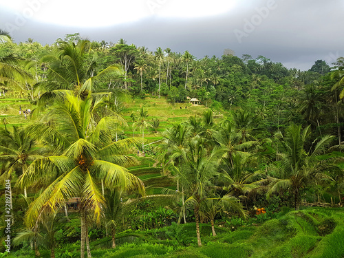 Beautiful bright green rice terraces with palm trees in rural countryside of Thailand
