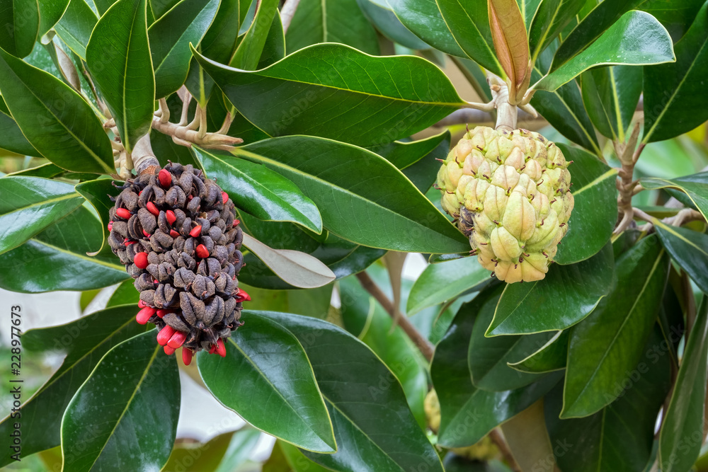 Gummibaum, Frucht, Blüte, Rubber Plant. Ficus elastica .18130.jpg Gummibaum, Frucht, Blüte, Rubber Plant. Ficus elastica .18130.jpg
