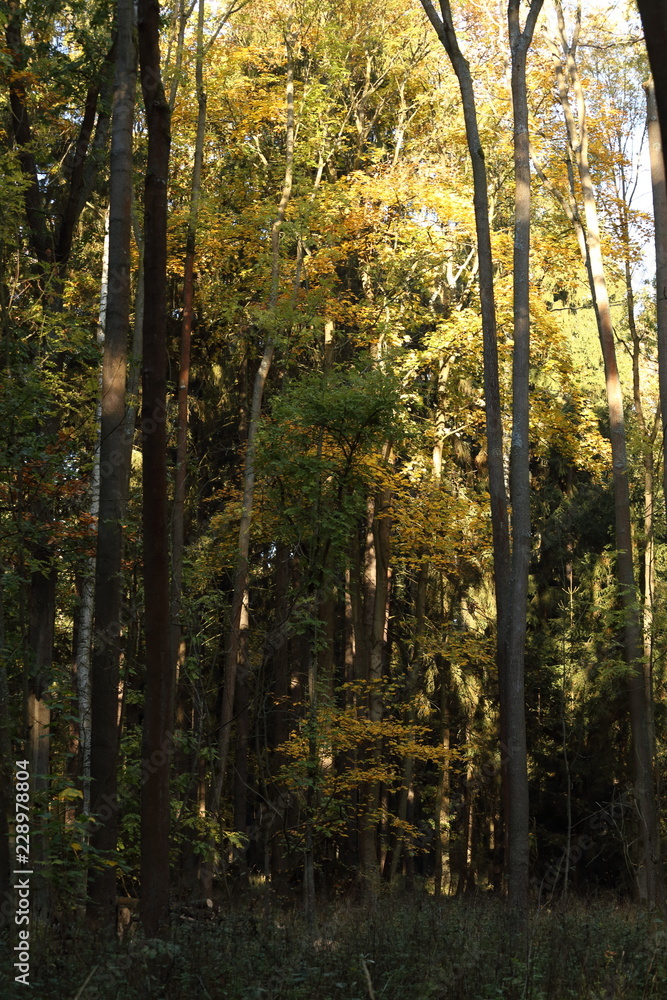 Obraz premium Gorgeous autumn landscape panorama of a scenic forest with lots of warm sunshine