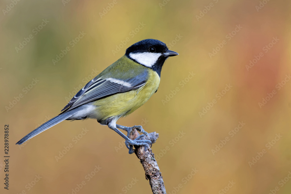 Fototapeta premium Kohlmeise