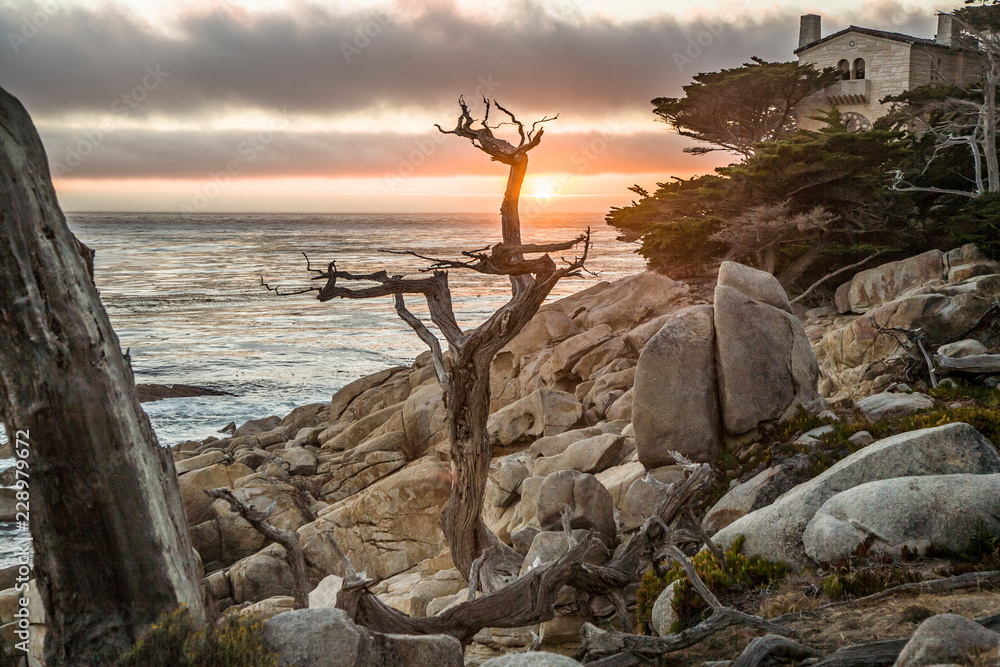 sunset near Point Lobos with old dried trees at the stone beach and a cypress