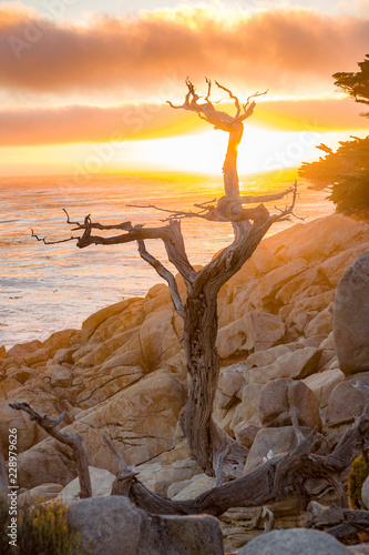 sunset near Point Lobos with old dried trees at the stone beach and a cypress