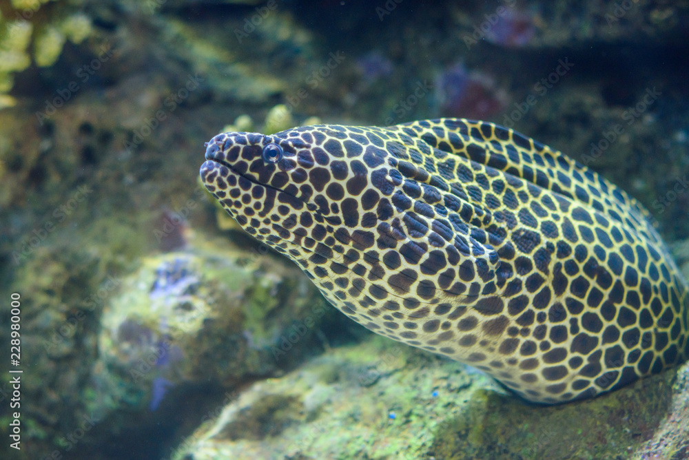 Fototapeta premium moray eel