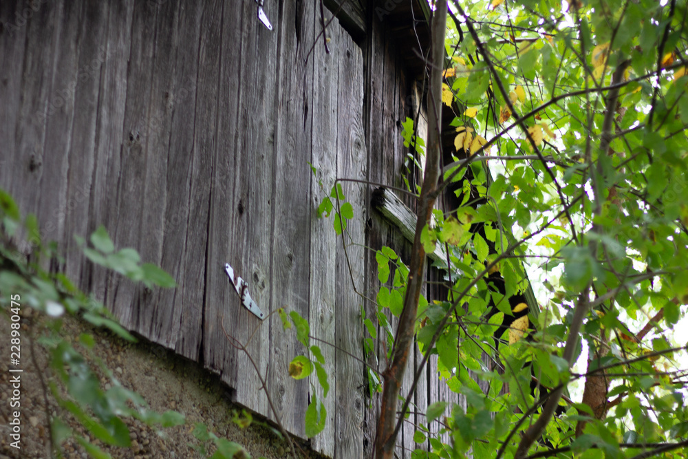 Close up of the side board of an old wooden shack surrounded by green leaves growing on trees.