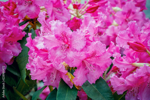 Beautiful bright pink rhododendron flowers, growing in the garden. Spring blooming nature.