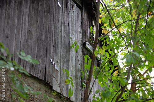 Obraz na płótnie Close up of the side board of an old wooden shack surrounded by green leaves growing on trees. w salonie