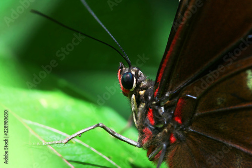 Macro close up of butterfly head. Made in french Guiana © k