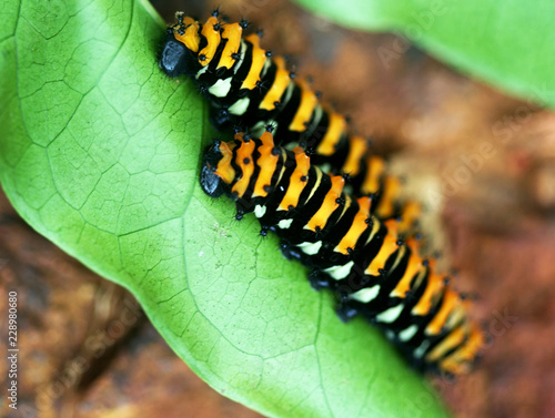 Cuadro en lienzo close up of a poisonous caterpillar. made in French Guiana
