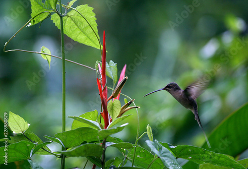 Hummingbird in front of a red flower with green bokeh background. Made in French Guiana