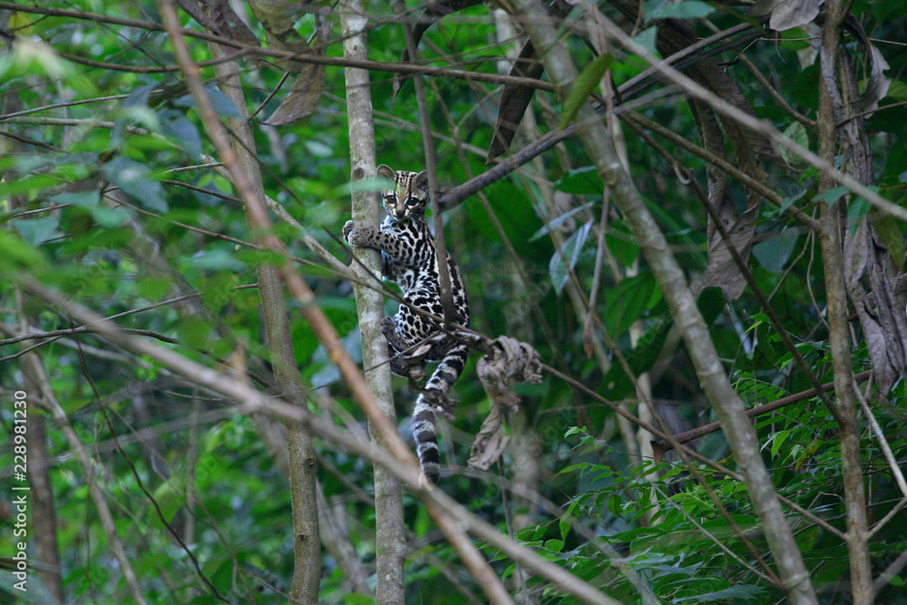 Wild Margay cat (Leopardus wiedii) in its natural habitat in french Guiana Wild Margay cat (Leopardus wiedii) in its natural habitat in french Guiana