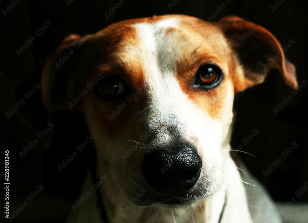 close up of a brown and white puppy dog on dark background