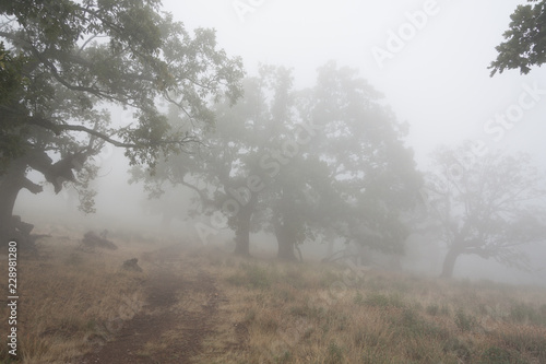 Robles centenarios bajo la Niebla