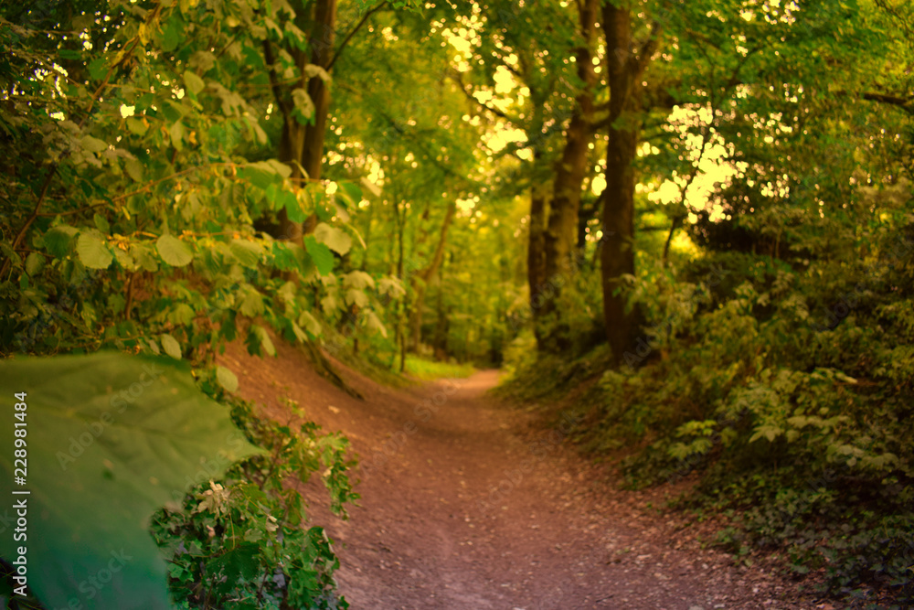 Obraz premium Bäume am Wegesrand