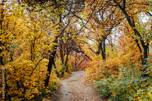 Beautiful romantic alley in a park with colorful trees and sunlight.