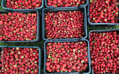 top view of boxes of picked strawberries