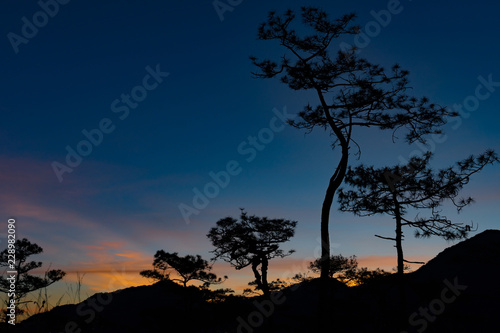 Kesiya pine forest in morning sunrise time