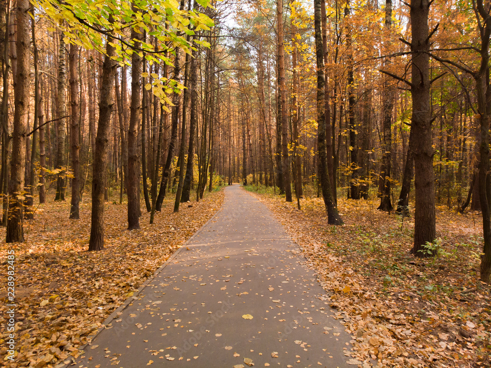 Obraz premium Asphalt path in the autumn deciduous forest