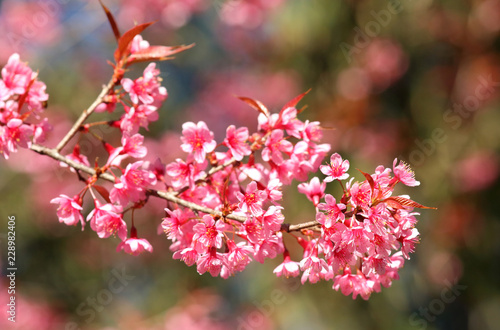 Closeup of Wild Himalayan Cherry (Prunus cerasoides)