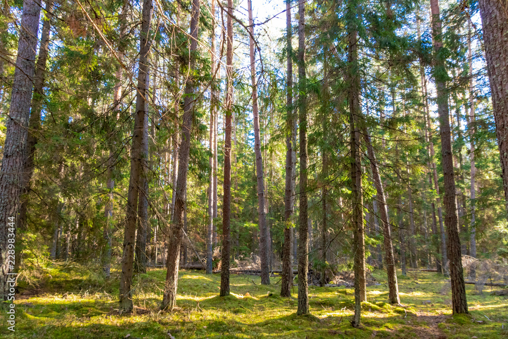 Fototapeta premium Ugra national Park. Reserve. Kaluga region. Russia