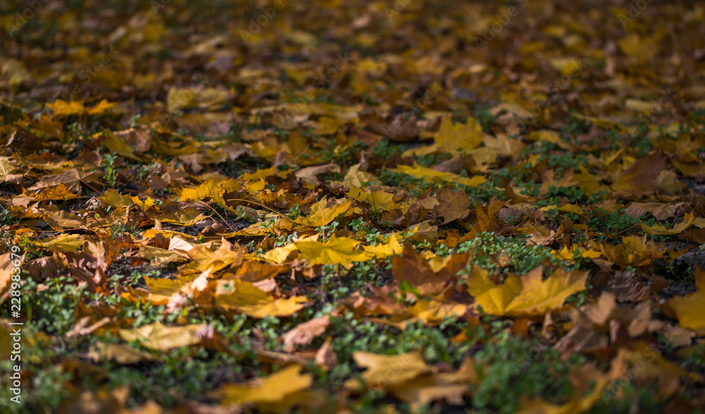 Fototapeta premium Colorful yellow autumn leaves of a maple in the autumn forest