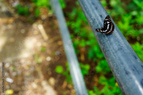 Black butterflies fly it is nature on the Doi Suthep at thailand.