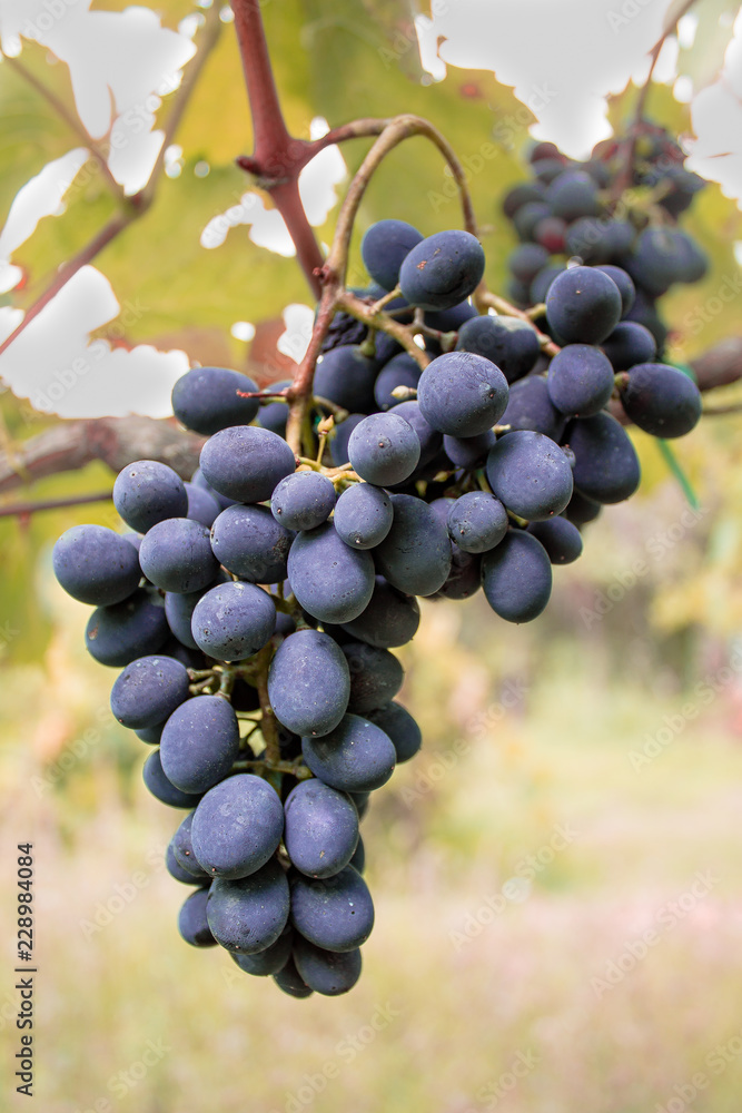 Fototapeta premium Bunch of Grapes in the Vineyard