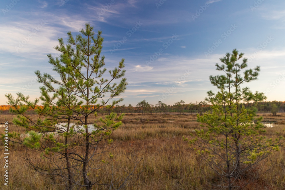 Galkinskiy swamp.Ugra national Park. Reserve. Kaluga region. Russia