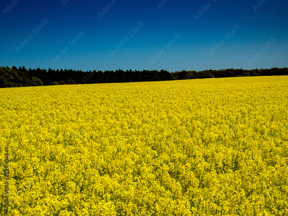 Fototapeta premium Rapsblüte im Frühling