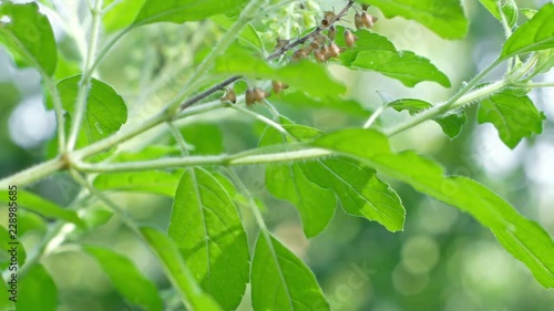 Wallpaper Mural 4k Tracking shot,Holy Basil or Sacred Basil is a vegetable garden. Popular as a spice cook, spicy taste
 Torontodigital.ca