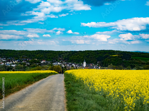 Rapsblüte im Frühling