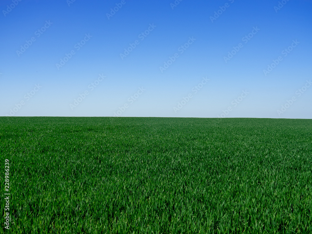 Grünes Feld vor blauem Himmel