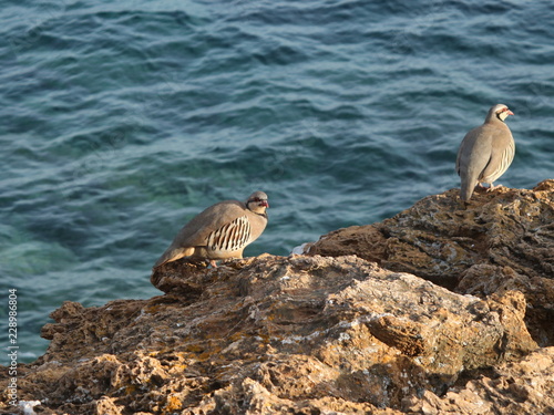 partridge hen Alectoris chukar: birds of Greece 