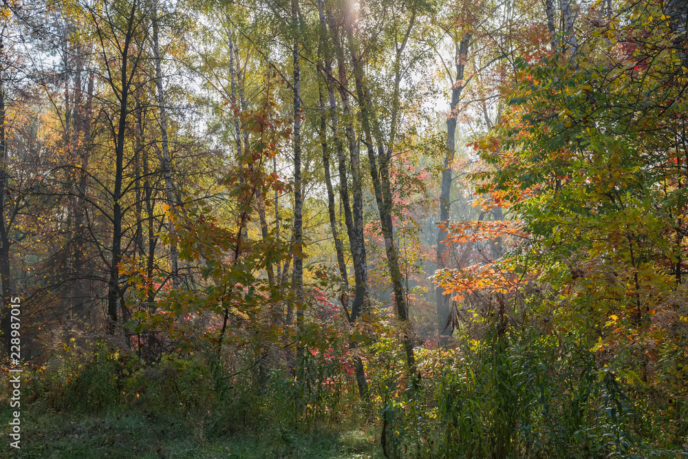 Fragment of the autumn deciduous forest