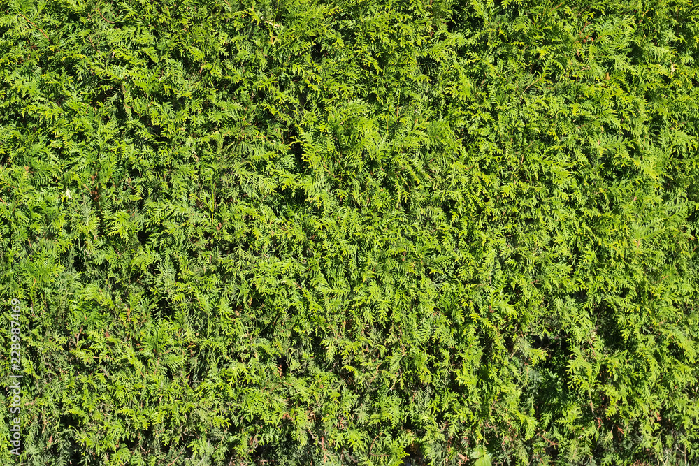 Background of the junipers shrubs Background of the junipers shrubs