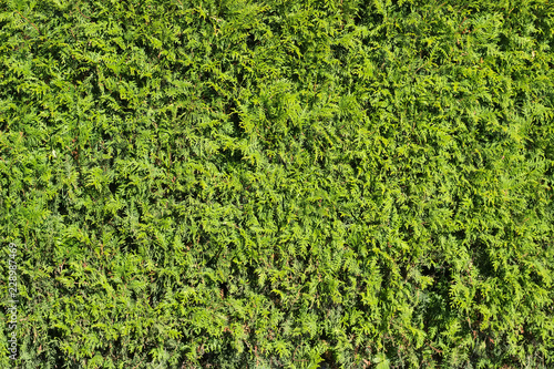 Background of the junipers shrubs