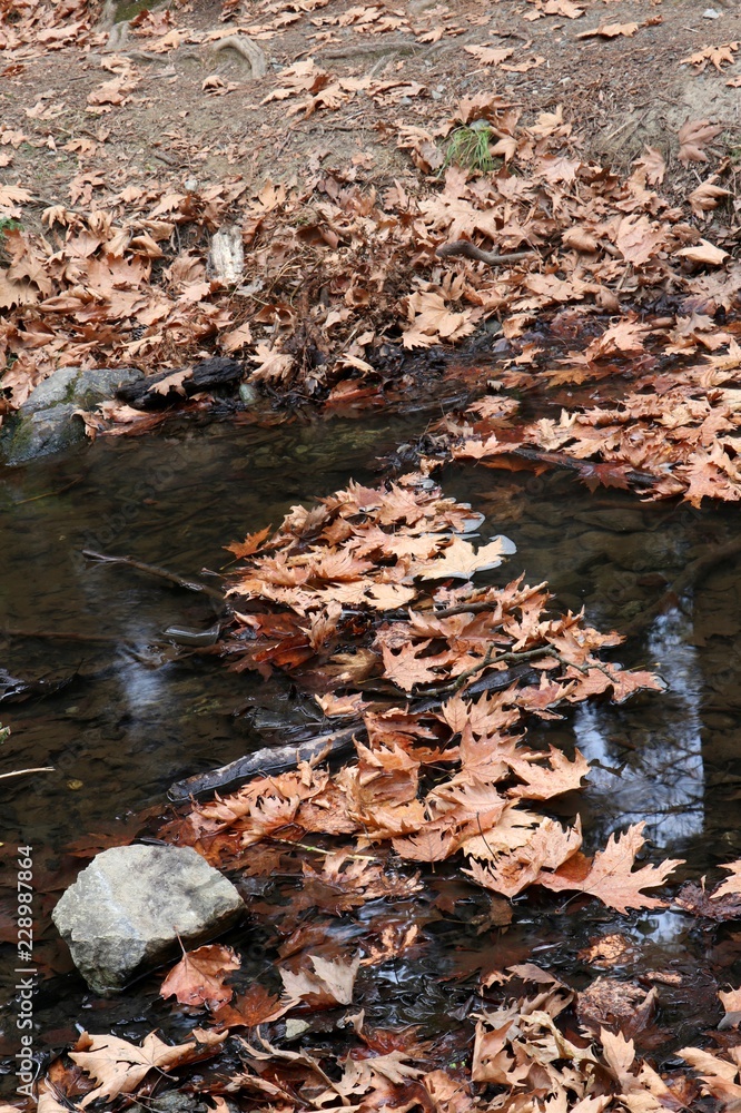 Obraz premium Autumn leaves in water, vertical.