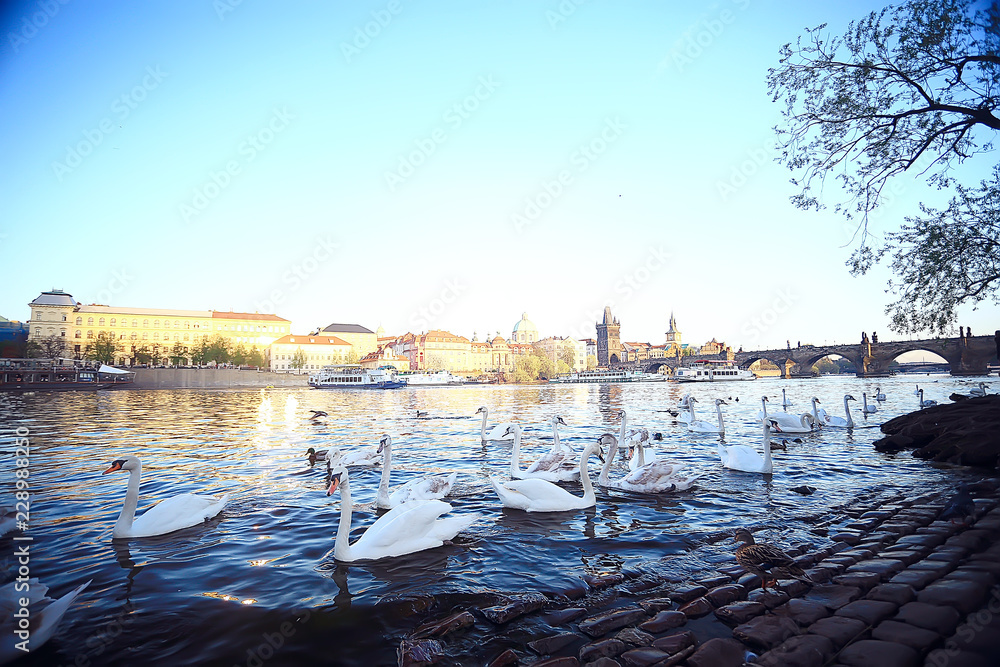 swans in Prague on the river landscape / czech capital, white swans on the river next to the Charles Bridge, Czech Republic, tourism