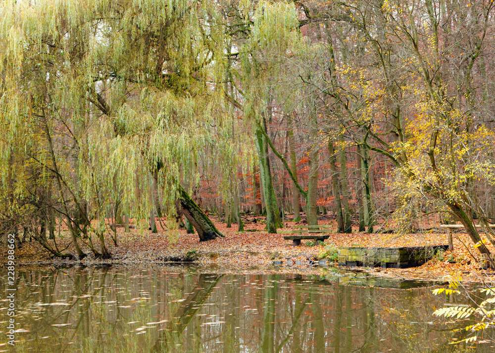 Pond in autumnal park