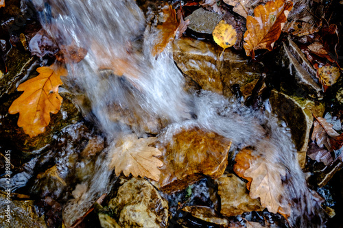 Flow of water over autumn leaves