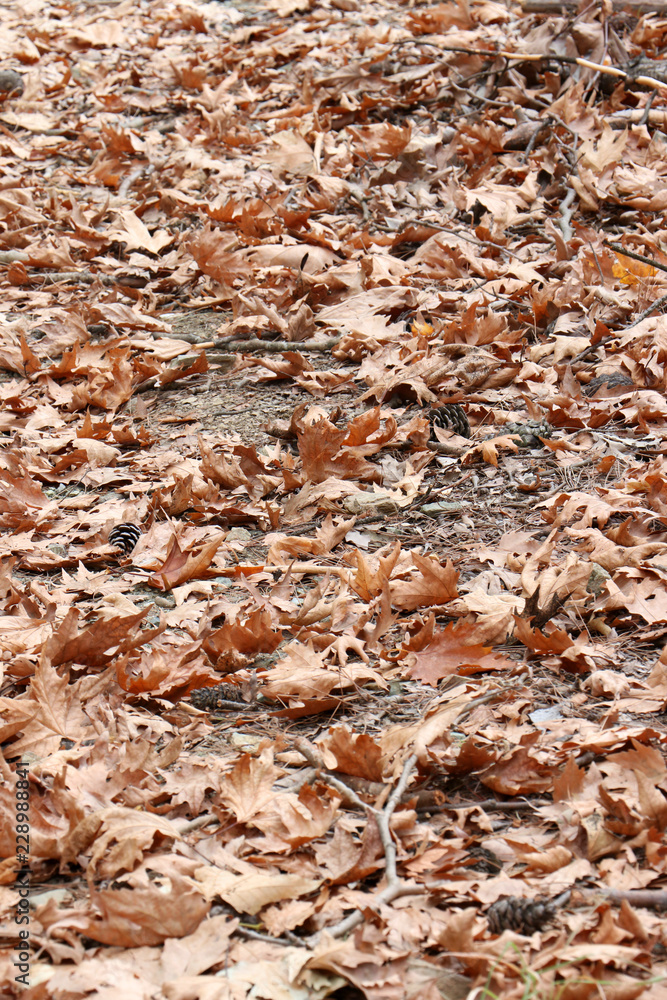 Background of dry yellow leaves on the ground. Autumn concept. Background of dry yellow leaves on the ground. Autumn concept.