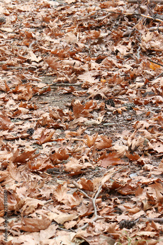 Background of dry yellow leaves on the ground. Autumn concept. 